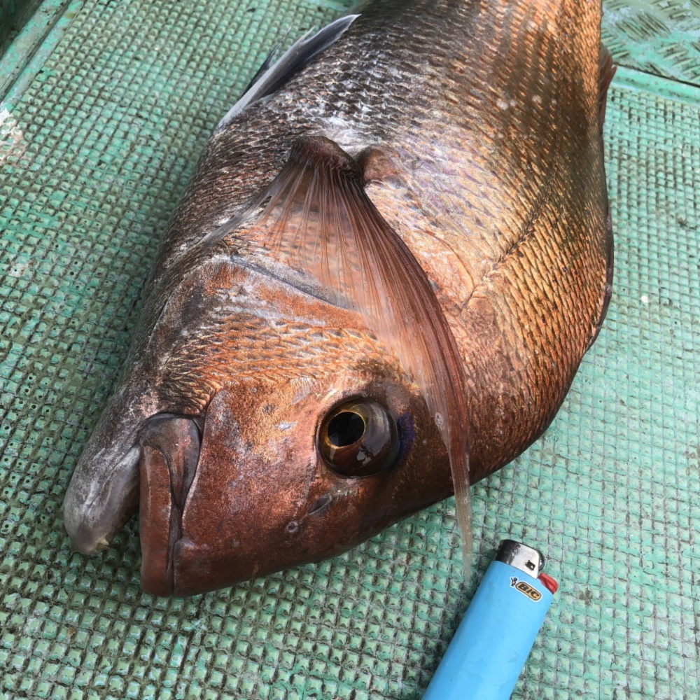 一匹限定天然真鯛 約3キロ 60センチ おおよそです 農家漁師から産地直送の通販 ポケットマルシェ