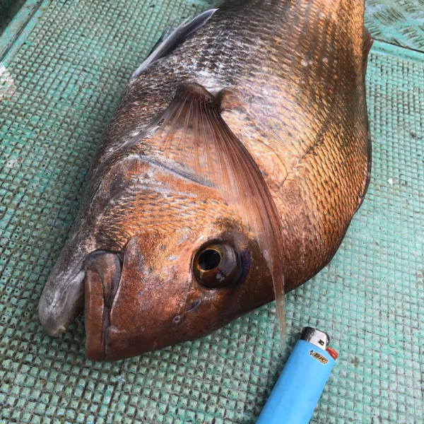 一匹限定天然真鯛！約3キロ、60センチ（おおよそです）
