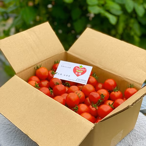 週1回　定期購入ミニトマト　バラ詰め　