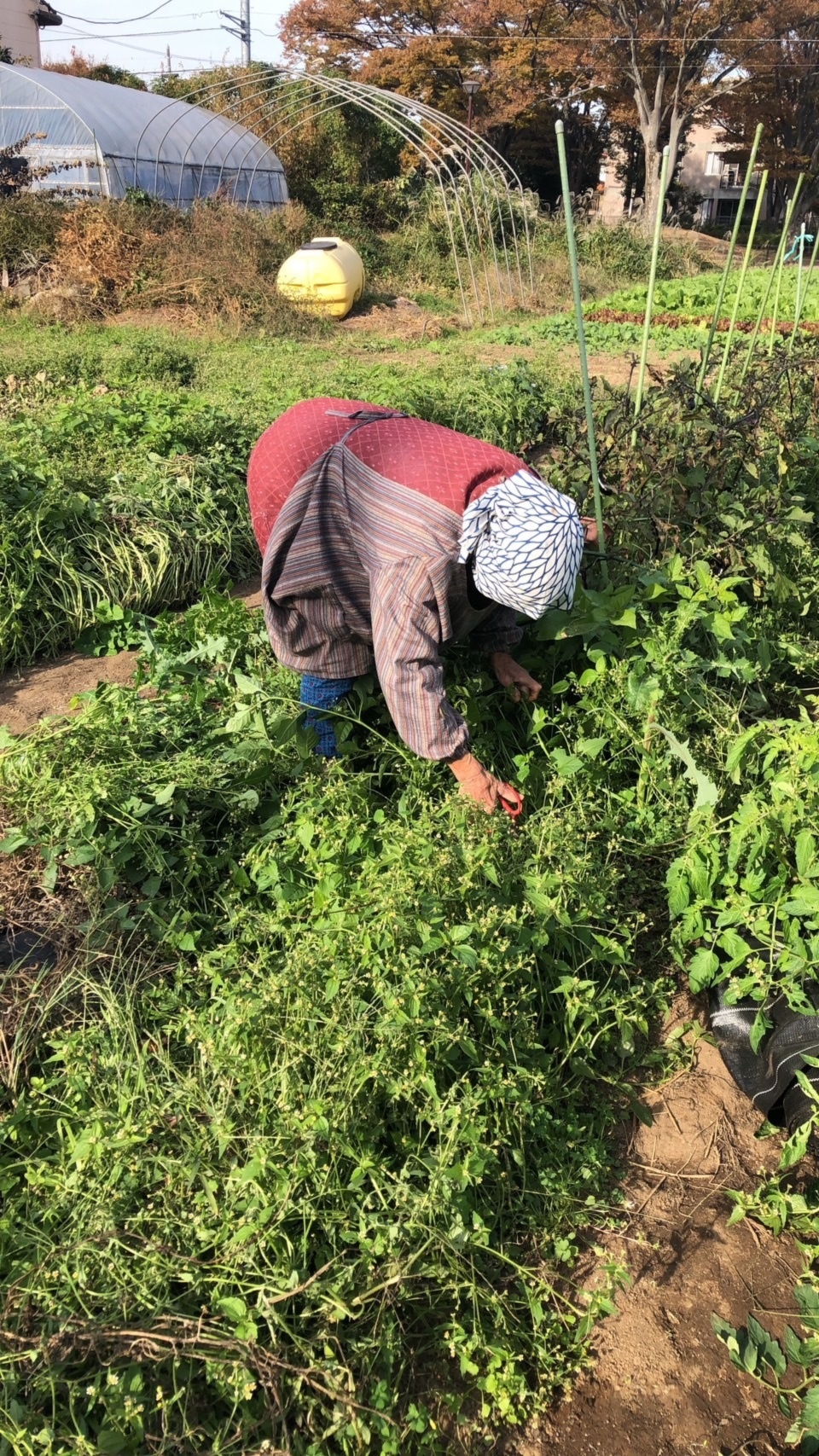 NaturalFarmで農業体験✨✨✨２名様～｜野菜の商品詳細｜ポケット