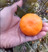 糖度19度【希少柑橘】あすみ（はるみの娘） 話題の新品高糖度！手で剥けるオレンジ
