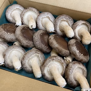 あしだファームの菌床椎茸(生･肉厚・大きい椎茸)