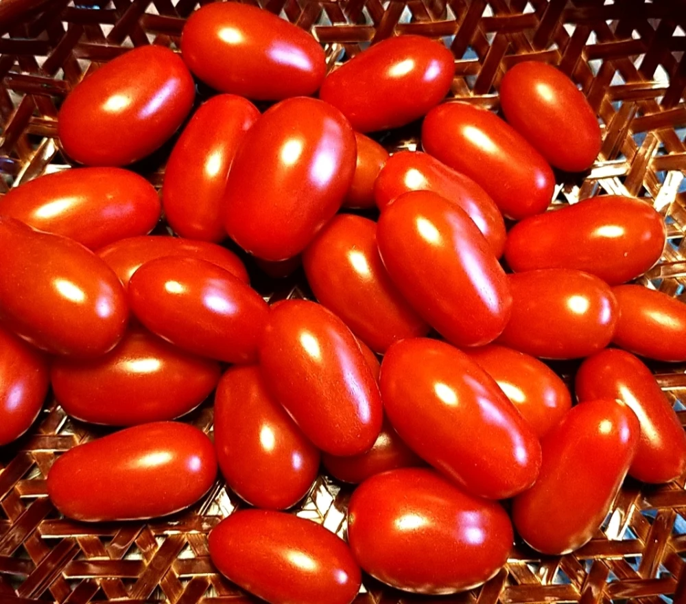 北海道産　ミニトマト食べ比べセット