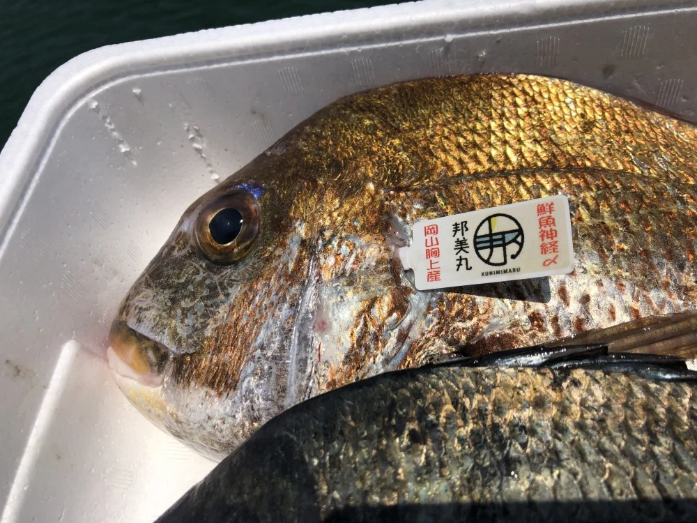【予約】4月15日〜発送予定。瀬戸内海岡山県産鮮魚ボックス2〜4種