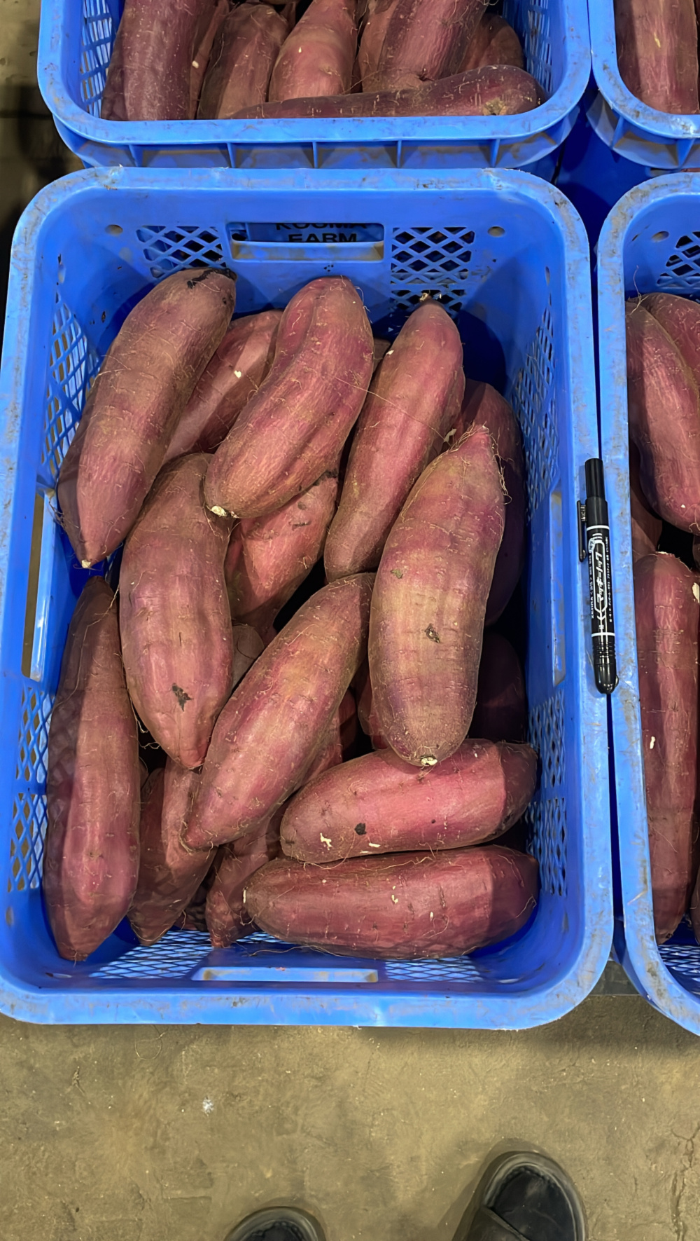 助けてください⚠️千葉県産紅はるか大サイズAB混み｜さつまいも