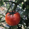 (水切りA) 美人さんトマト　極選　甘熟