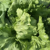大和高原で育った☆有機レタス２玉（１玉３５０g程度）