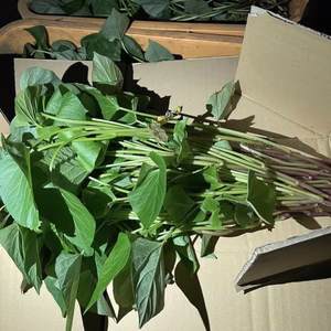 さつまいも　べにはるか　苗　