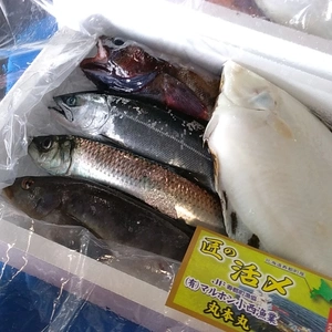 【匠の活〆】季節の魚詰め合わせセット