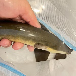 超大型！　極太天然ウナギ　700g以上のみ　※年に数匹のため少量