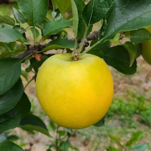 黄金色が食べ頃 シナノゴールド 3kg(8~12玉) 自家用(訳あり品) りんご