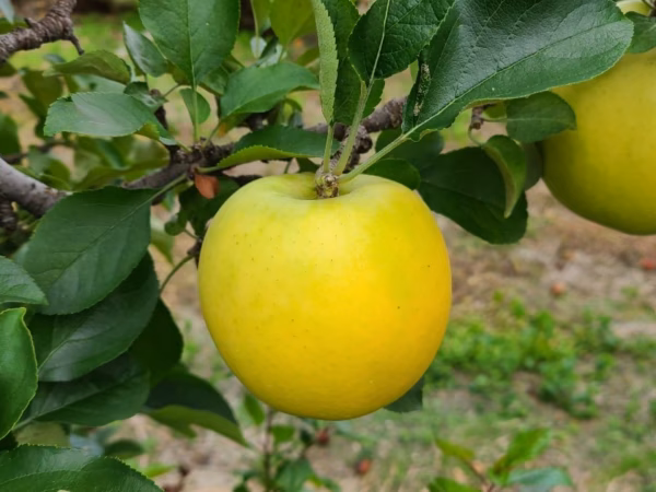 黄金色が食べ頃 シナノゴールド 3kg(8~12玉) 自家用(訳あり品) りんご