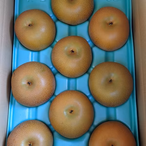 家庭用（あきづき梨）5kg （８玉〜１４玉）糖度１５度以上　