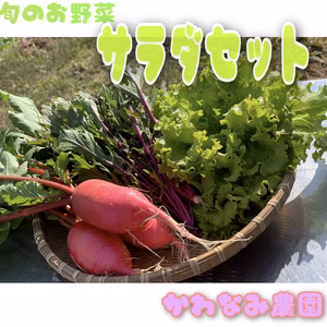 自家製堆肥で育てた旬のサラダセット