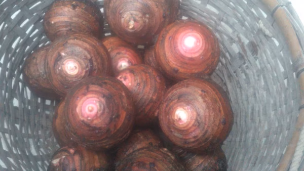 コロッケづくりにおススメ！農薬・化学肥料不使用セレベス親芋。