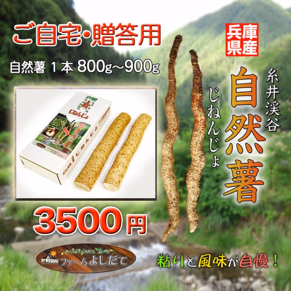 ネバネバは超一級の自然薯