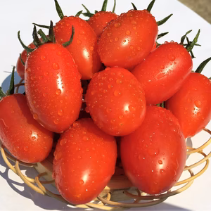 こだわりミニトマト　アイコ