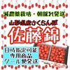 朝採れ発送　減農薬栽培　葉取らずジューシーさくらんぼ【佐藤錦】日時指定可クール便