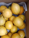 皮も使える広島県産レモン  訳あり品 2kg(約20個入)即日発送可能