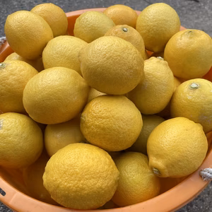 広島大長レモン＜無選別＞