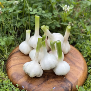 【農薬不使用】農家の特権期間限定生にんにく 1.5kg