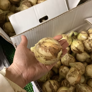最終小粒新玉ねぎ　新玉１．５ｋｇ７５６円！！