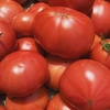 【予約２月〜まとめ買い！送料お得！】大玉トマト４キロ箱