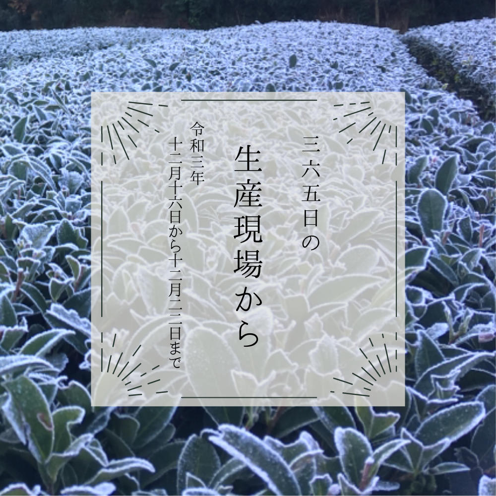 霜一面の茶畑｡寒〜い冬がおいしいお茶を作るのね🍵12月16日〜12月22日