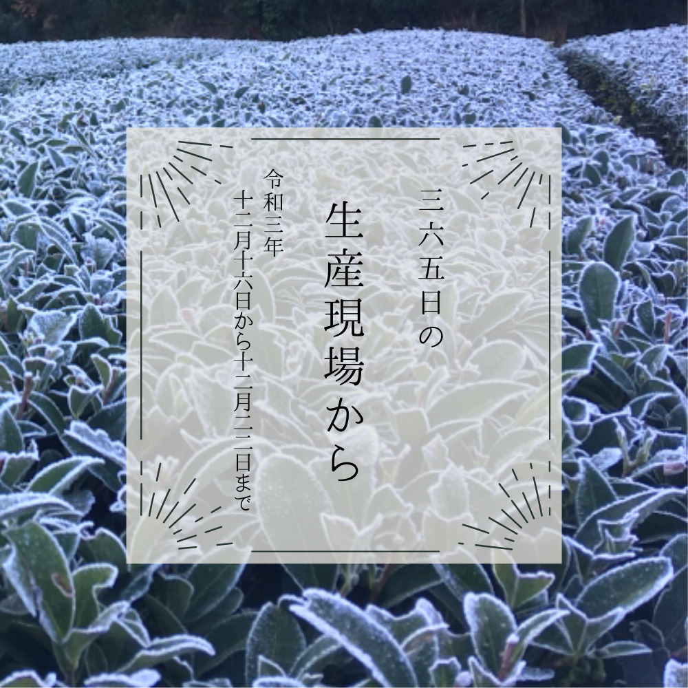 霜一面の茶畑 寒 い冬がおいしいお茶を作るのね 12月16日 12月22日の生産現場から 今週の31投稿 農家漁師から産地直送の通販