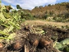【新潟の山奥の里芋】1.8kg～#栽培期間中農薬化肥なし