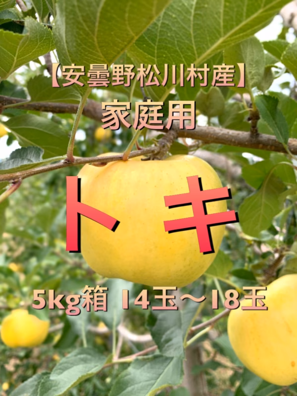 希少種！甘い！【安曇野松川村産】トキ家庭用5kg箱