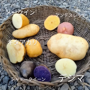 無農薬ジャガイモ