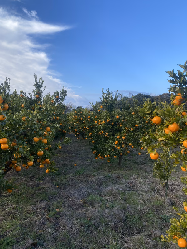 甲斐みかん農園