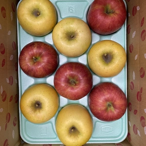 数量限定！信州産りんご「シナノスイート」と「シナノゴールド」の食べ比べセット