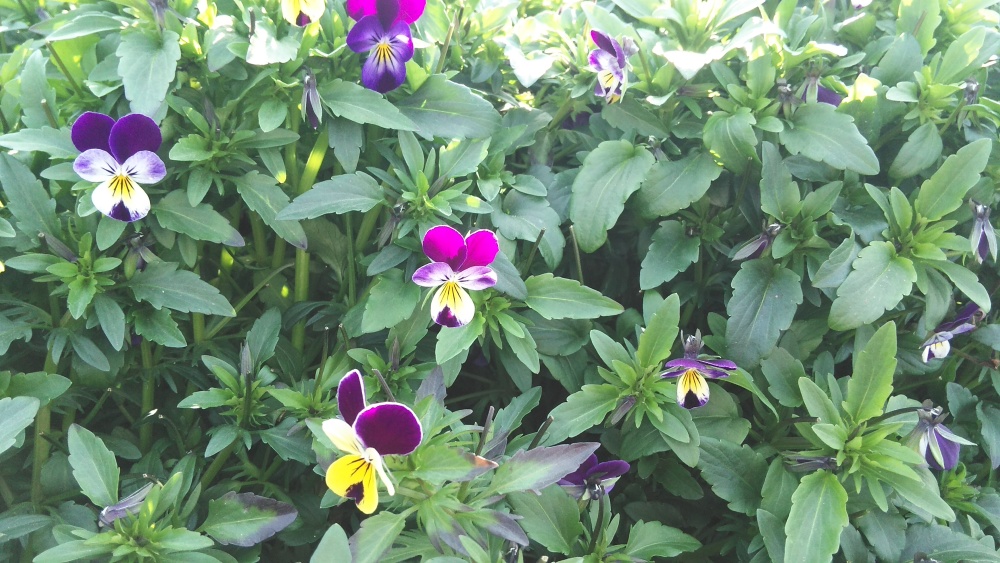 エディブルフラワー Mixセット 淡路島よりawajichorrorgarden 農家漁師から産地直送の通販 ポケットマルシェ