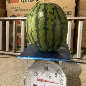限定２玉！中身、黄色いスイカ金色羅王１玉、16度以上