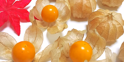 みんな知らない？「フルーツほおずき」をたしなみたい