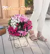 【夏のギフト】ミニバラスマイルウェルカムローズ・レンゲローズ3色