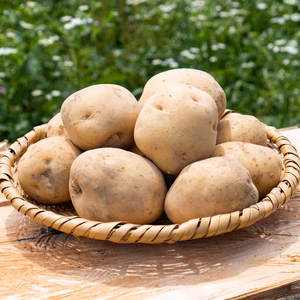 無農薬・無化学肥料で育てたじゃがいも