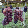 超絶な濃厚な美味しさ❣️マスカット・ノワールはシャインの子！！