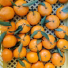 10キロ箱☆小玉早香☆ポンカン✕温州☆三重県御浜町阿田和産家庭用