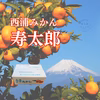 みかん【品種: 寿太郎 】 訳ありみかん 西浦みかん 