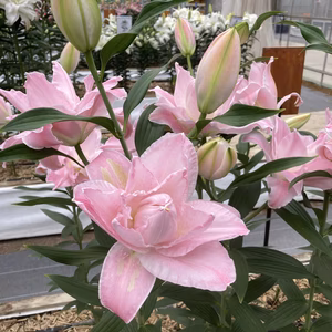 とても珍しい花粉なしの八重咲きユリ！