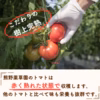 酸味と甘みのバランス抜群！三重県産 完熟大玉トマト『富丸ムーチョ』(1.2㎏)