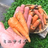 【Ｂ品・訳あり特価！】自然農法で栽培した「人参（ニンジン）」1kg〜：浜名湖直送