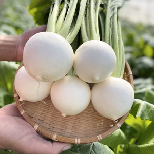 生でガブっと！【白馬の王子様】茎付き12個