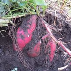 自然栽培／！！甘ーいさつまいも（紅はるか）1.7㎏／福岡県宮若産