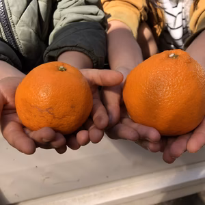 【有機JAS認定】中玉〜大玉『はるみ』