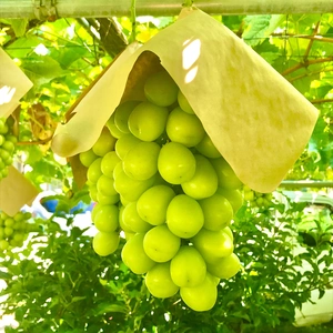 【冷蔵便】シャインマスカット《大箱》3房1.5-1.8kg