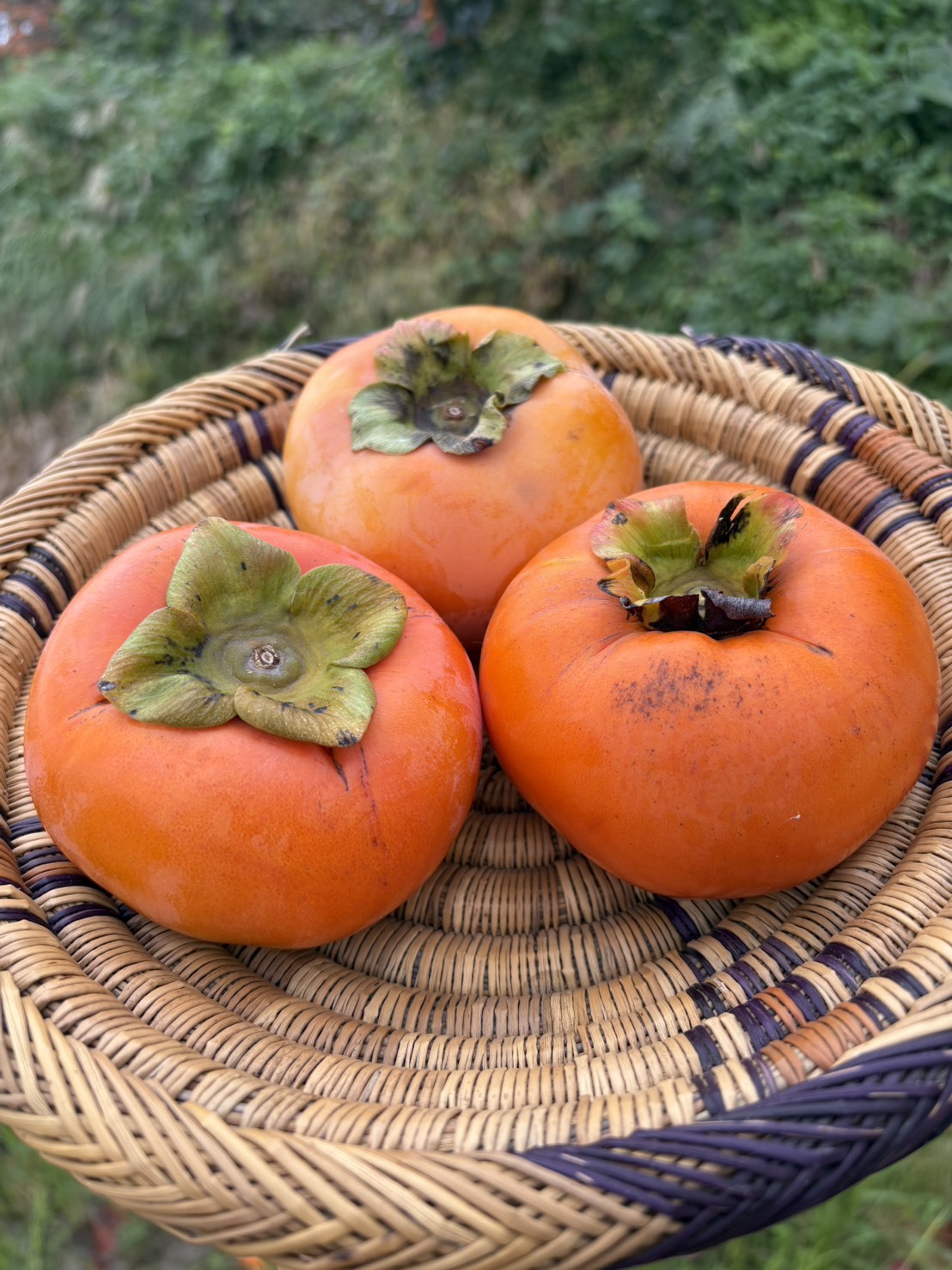 太秋柿の産直通販・お取り寄せ商品｜ポケットマルシェ｜産地直送で旬の